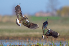 Czajka (Vanellus Vanellus)