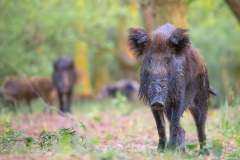 Dzik (Sus scrofa)