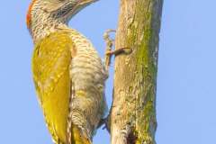 Dzięcioł zielony (Picus viridis)