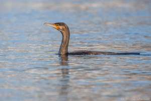 Kormoran
