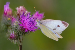 Bielinek Kapustnik (Pieris brassicae)