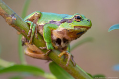 Rzekotka drzewna (Hyla arborea)