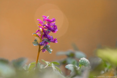 Kokorycz Pełna (Corydalis solida)