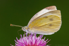 Bielinek Kapustnik (Pieris brassicae)