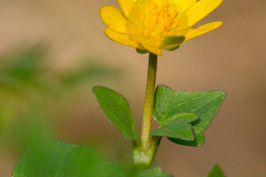 Ziarnopłon Wiosenny (Ficaria verna)