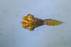 Ropucha Zielona (Bufotes viridis)