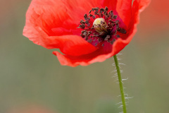 Mak (Papaver L.)