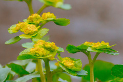 Śledziennica (Chrysosplenium L.)