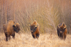 Żubr (Bison bonasus)