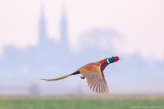 Bażant (Phasianus colchicus)
