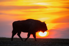 Żubr (Bison bonasus)