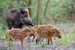 Dzik (Sus scrofa)