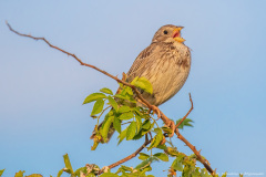 Potrzeszcz (Emberiza calandra)