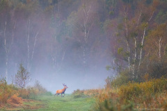 Jeleń Szlachetny (Cervus elaphus)
