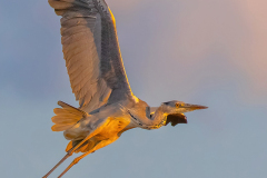Czapla Siwa (Ardea cinerea)