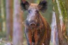Dzik (Sus scrofa)