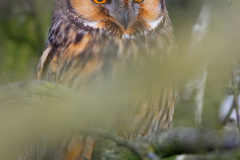 Sowa uszata (Asio otus)