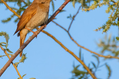 Słowik Szary (Luscinia luscinia)