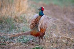 Bażant (Phasianus colchicus)