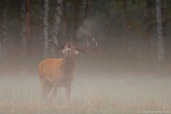 Rykowisko_002