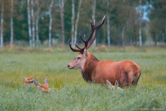 Rykowisko_006