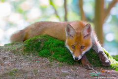Lis (Vulpes vulpes)