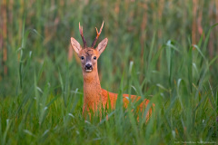 Sarna (Capreolus capreolus)