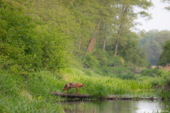 Wilk (Canis lupus)