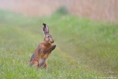 Zając (Lepus europaeus)