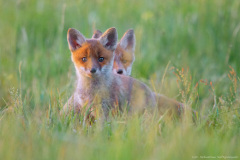 Lis (Vulpes vulpes)