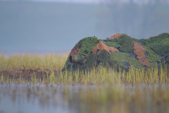 Gdzieś nad Biebrzą