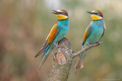 Żołna (Merops apiaster)